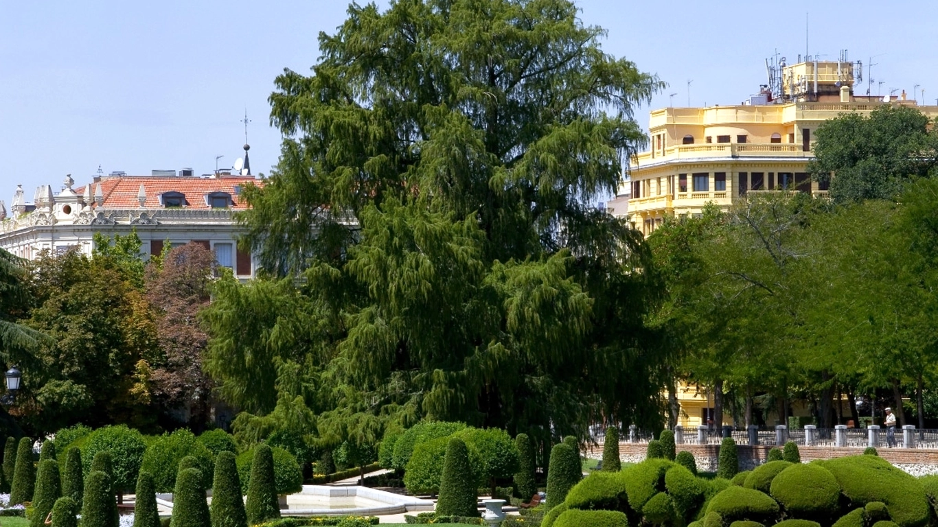 El ahuehuete 2